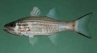 Cheilodipterus intermedius, Intermediate cardinalfish: