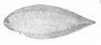 Symphurus varius, Mottled tonguefish:
