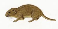 Image of: Carterodon sulcidens (Owl's spiny rat)