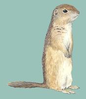 Image of: Spermophilus parryii (Arctic ground squirrel)