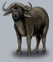 Image of: Syncerus caffer (African buffalo)