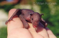 Phyllostomus discolor - Pale Spear-nosed Bat