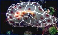 Image of: Pleurobranchus