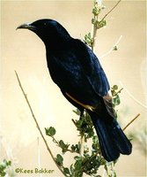Tristram's Starling - Onychognathus tristramii
