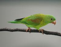 Orange-chinned Parakeet. Photo by Barry Ulman. All rights reserved.
