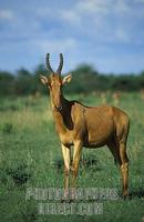 Jacksons Hartebeest ( Alcelaphus buselaphus jacksoni ) , Murchison Falls National Park , Uganda ...