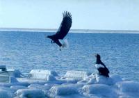 Steller's Sea-Eagles(adults)