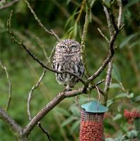 Little Owl at Farcet Fen