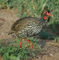 Red-necked Spurfowl p.100