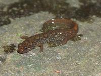 : Desmognathus conanti; Spotted Dusky Salamander