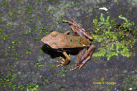 : Rana warszewitschii; Brilliant Forest Frog