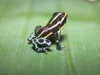: Ranitomeya ventrimaculata; Striped Poison Frog