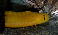 : Apodichthys flavidus; Penpoint Gunnel