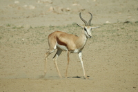 : Antidorcas marsupialis; Springbok