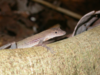 : Norops polylepis