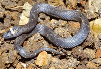 : Ogmodon vitianus; Fijian Burrowing Snake