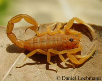 : Ropalurus rochai; Yellow Scorpion