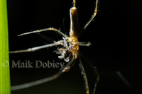 : Tetragnatha species; Long-jawed Spider