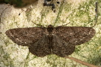 Ectropis crepuscularia - Hieroglyphic Moth