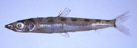 Glossanodon semifasciatus, Deepsea smelt: fisheries