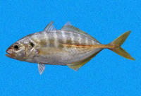 Caranx vinctus, Cocinero: fisheries, gamefish