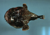 Lophiodes reticulatus, Reticulated goosefish: