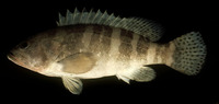 Epinephelus sexfasciatus, Sixbar grouper: fisheries