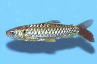 Chalceus erythrurus, Tucan fish: aquarium