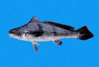 Paralonchurus goodei, Goode croaker: fisheries