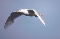Larus hyperboreus - Glaucous Gull