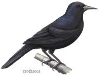 Image of: Nesopsar nigerrimus (Jamaican blackbird)