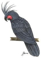 Image of: Probosciger aterrimus (palm cockatoo)
