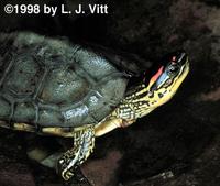 Image of: Rhinoclemmys punctularia (spot-legged turtle)
