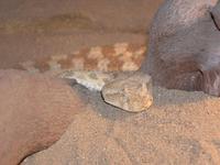 Cerastes cerastes - Desert Horned Viper