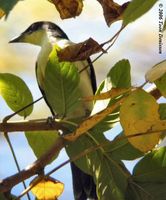 Pied Cuckooshrike - Coracina bicolor