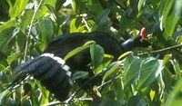 Horned Guan - Oreophasis derbianus