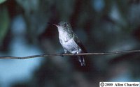 Violet-bellied Hummingbird - Damophila julie