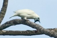Bare-throated Bellbird - Procnias nudicollis