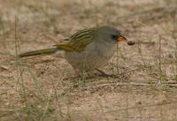 *NEW Great Pampas Finch
