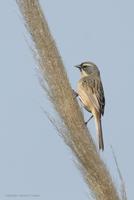 *NEW* Long-tailed Reedfinch