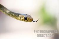 young indian rat snake head stock photo