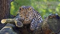 Amur Leopard , Marwell Zoo , Hampshire , England stock photo