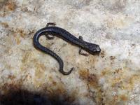 : Batrachoseps simatus; Kern Canyon Slender Salamander