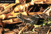 : Cacosternum nanum parvum; Dwarf Dainty Frog