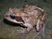 : Rana temporaria parvipalmata; Common Frog