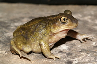 : Scaphiopus hurterii; Hurter's Spadefoot Toad
