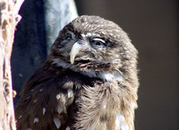 : Glaucidium brasilianum; Ferruginous Pygmy-owl