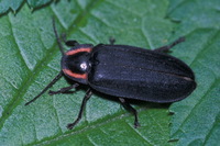 : Ellychnia sp.; Lightningbug