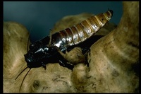 : Gromphadorhina portentosa; Hissing Cockroach