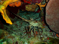 : Panulirus argus; Caribbean Spiny Lobster